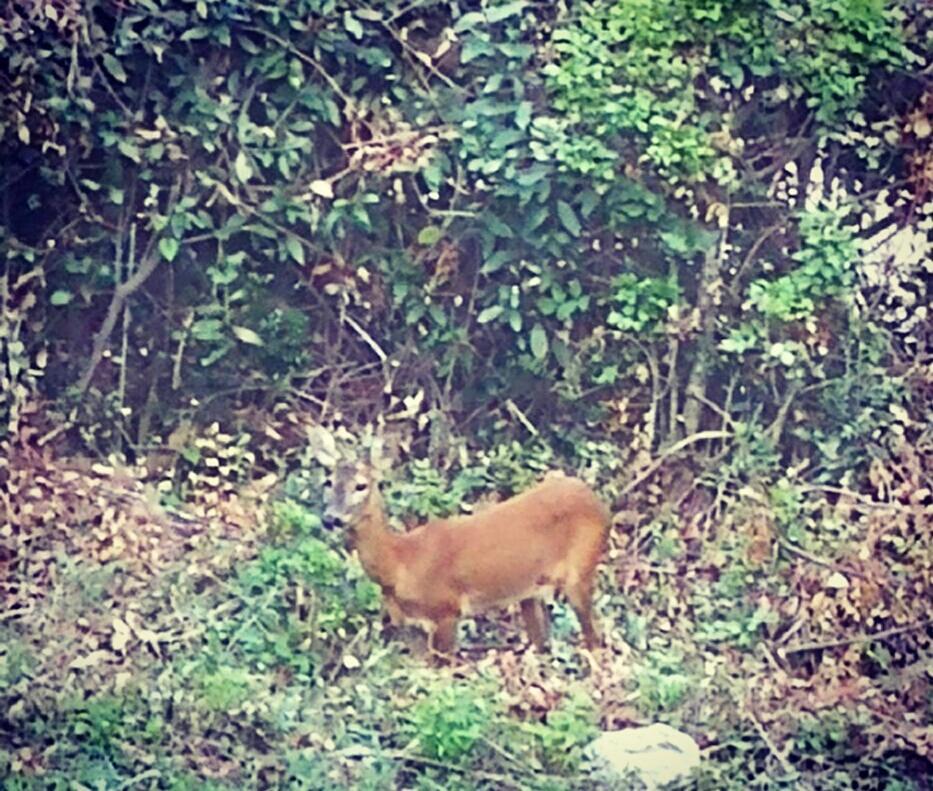 Apartment Bambi Opatija Eksteriør billede